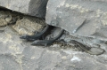 madeira lizards, wildlife